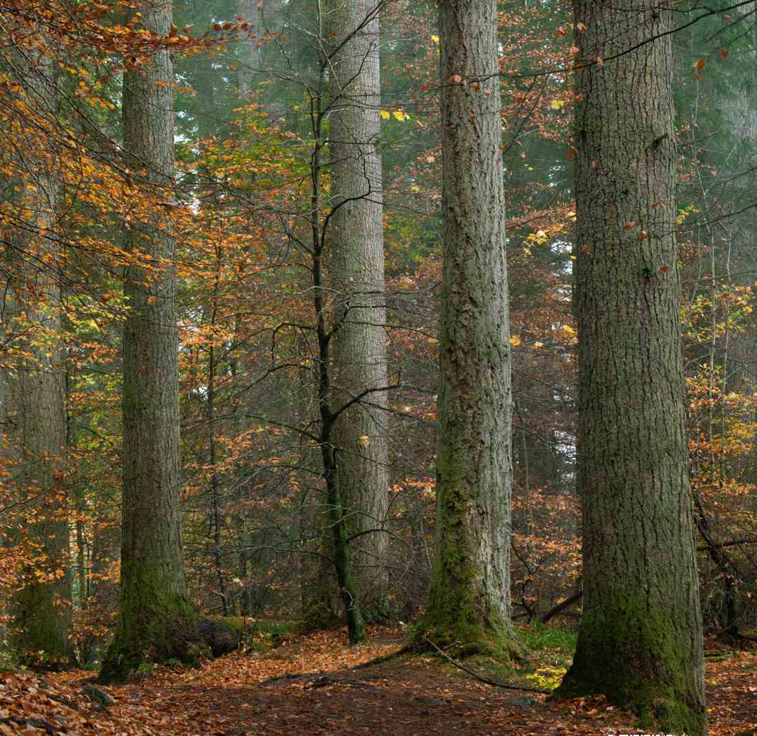 图片[6]-（9035期）Alister Benn富有表现力的风光后期减淡和加深大师班-中英字幕